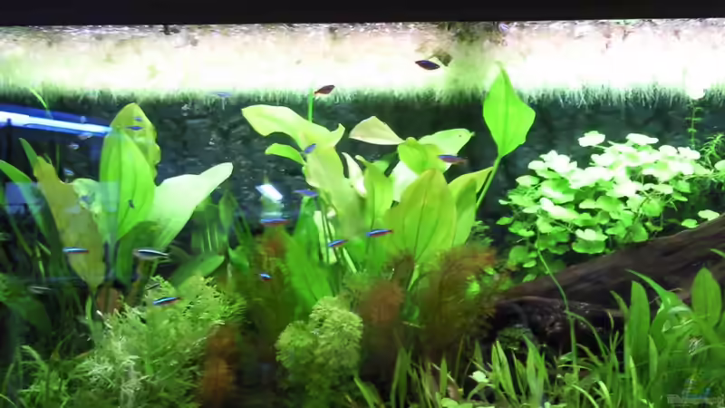 Aquarium Pia und Basty von Mantus Loki (3)