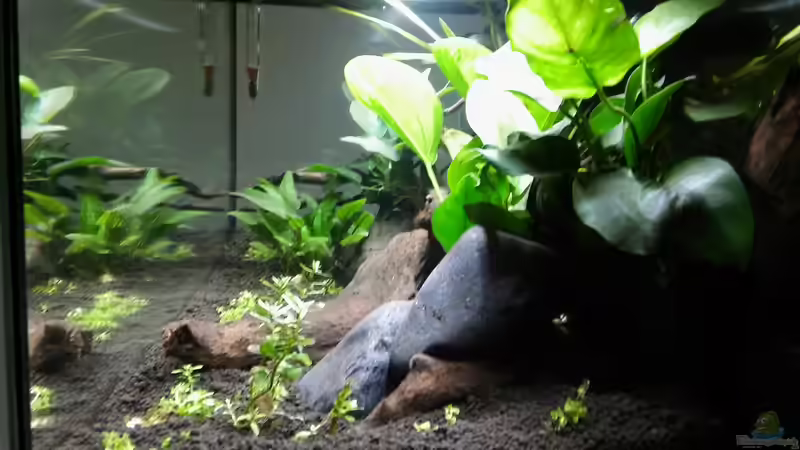 Aquarium Picozonas von Thomasi (2)
