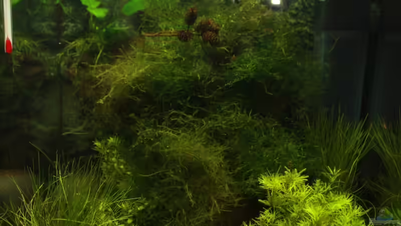 Aquarium Pipo´s Nano-Cube von P1P0 (3)