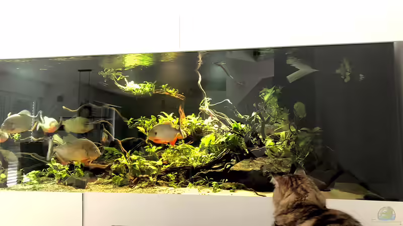 Aquarium Piranha-Aquarium von Cariba (11)