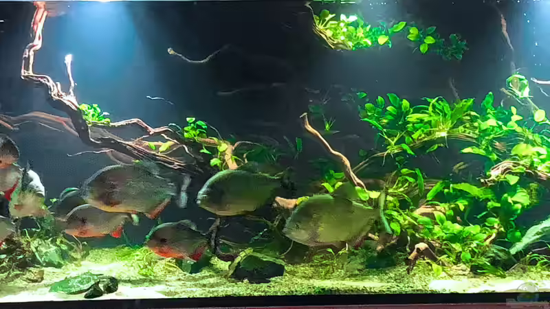 Aquarium Piranha-Aquarium von Cariba (2)