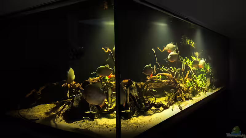 Aquarium Piranha-Aquarium von Cariba (7)