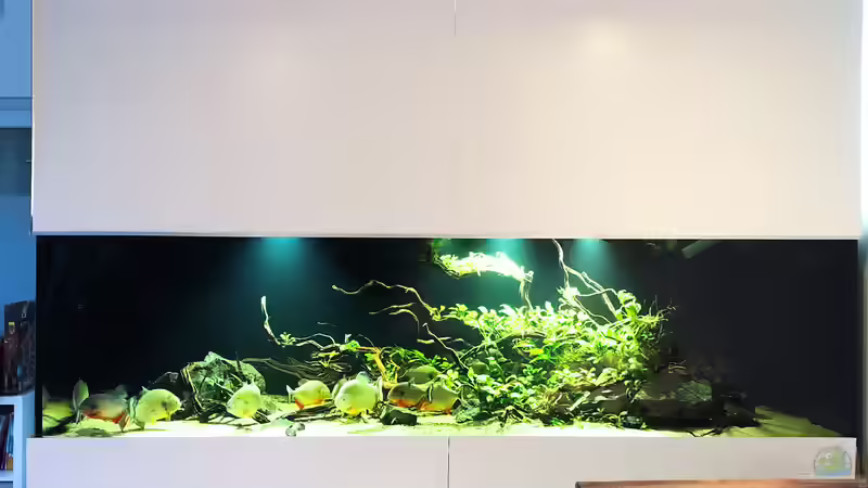 Aquarium Piranha-Aquarium von Cariba (9)