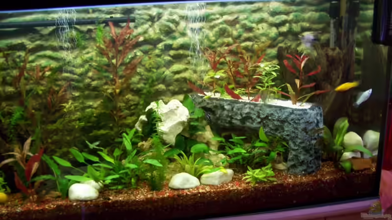 Aquarium PIRANIA von frankt7 (10)