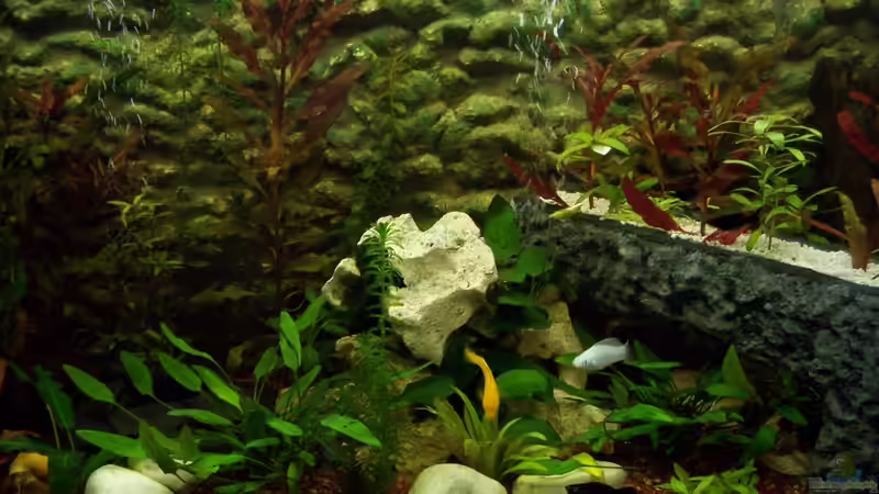 Aquarium PIRANIA von frankt7 (3)