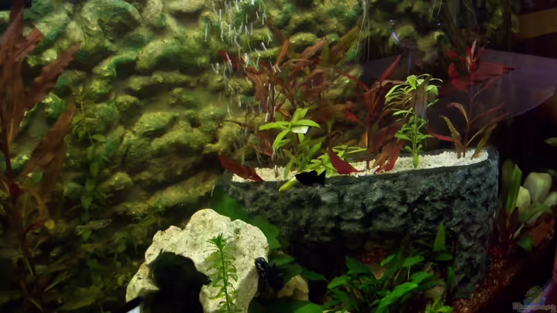 Aquarium PIRANIA von frankt7 (8)