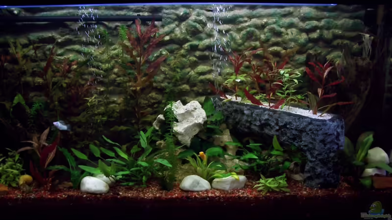 Aquarium PIRANIA von frankt7 (9)