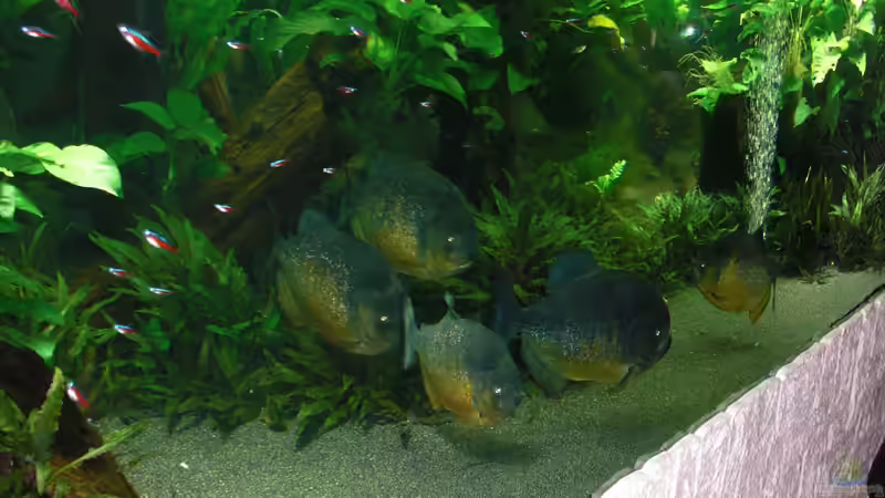 Aquarium pirayabecken von o.m. (2)