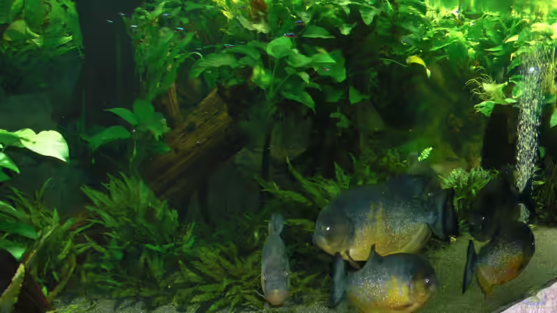 Aquarium pirayabecken von o.m. (4)