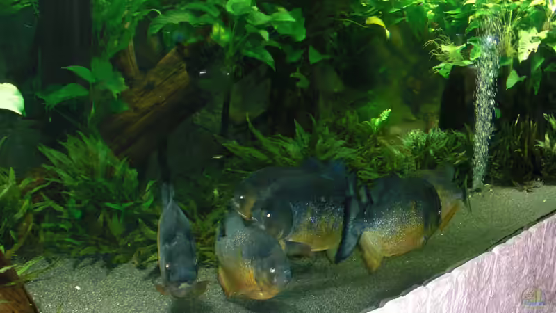 Aquarium pirayabecken von o.m. (5)