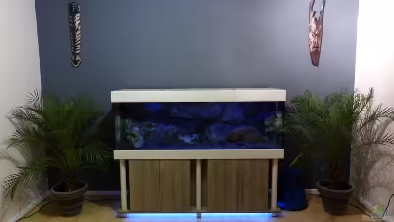Aquarium Placidochromis Dream aufgelöst von Okrim (3)