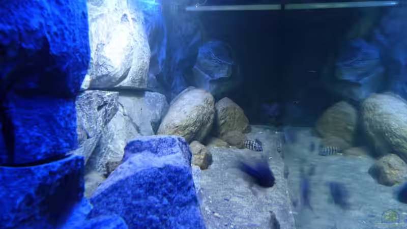Aquarium Placidochromis Dream aufgelöst von Okrim (9)