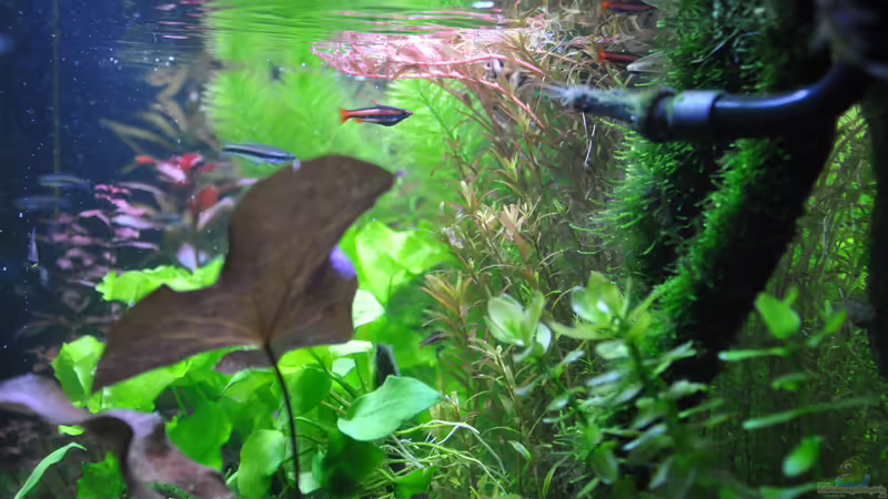 Aquarium Planted world von Michael Z. (5)