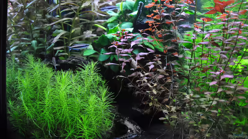 Aquarium Planted world von Michael Z. (6)