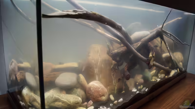 Aquarium Platy Biotop von Rootsman (10)