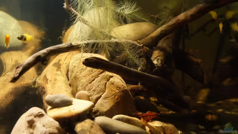 Aquarium Platy Biotop von Rootsman (22)