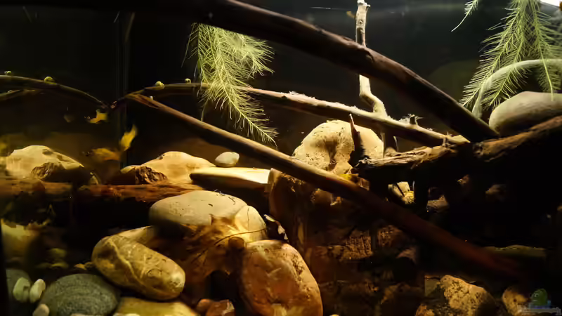 Aquarium Platy Biotop von Rootsman (23)