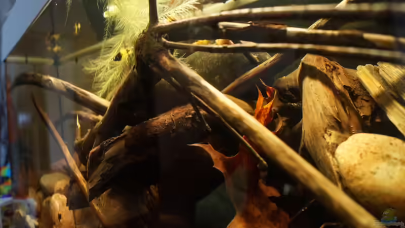 Aquarium Platy Biotop von Rootsman (26)