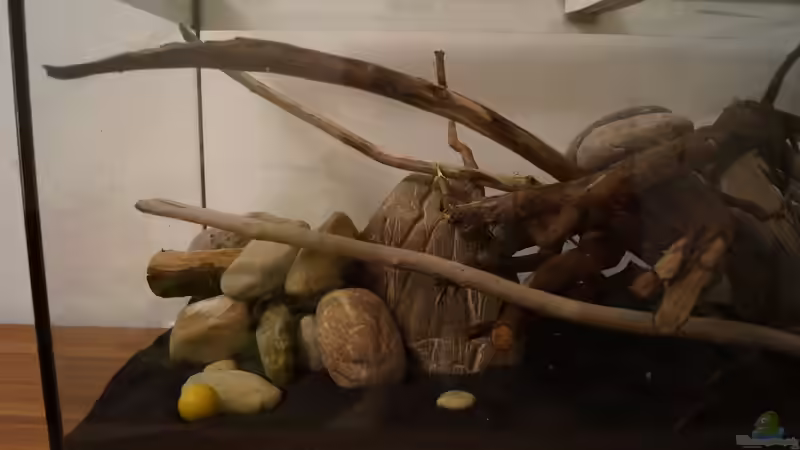 Aquarium Platy Biotop von Rootsman (6)