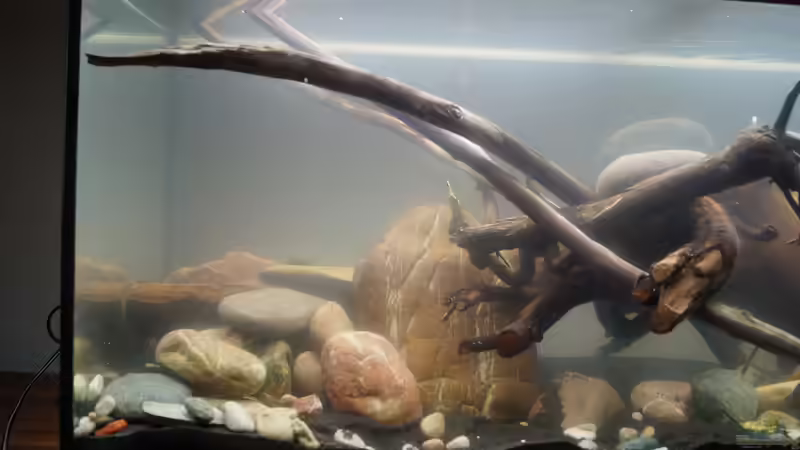 Aquarium Platy Biotop von Rootsman (8)