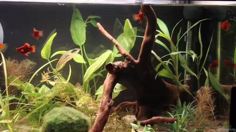 Aquarium Platy Station von Mitch22 (2)