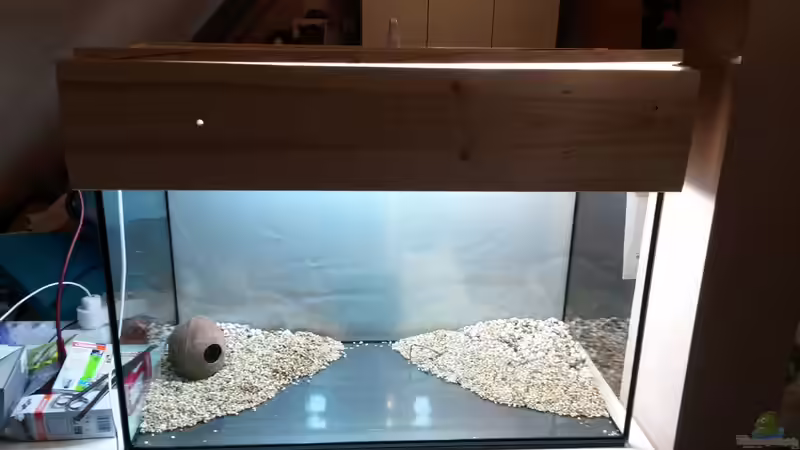 Aquarium Platy und Bärblinge von KleinerPlaty (6)