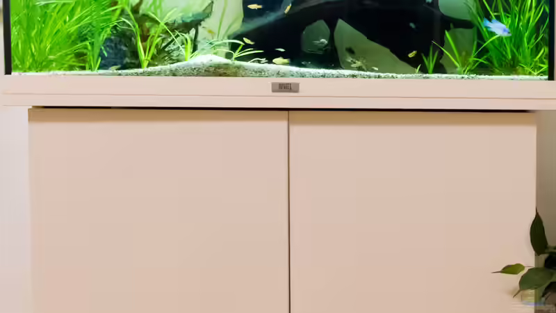 Aquarium Platys-home von electricblue (4)
