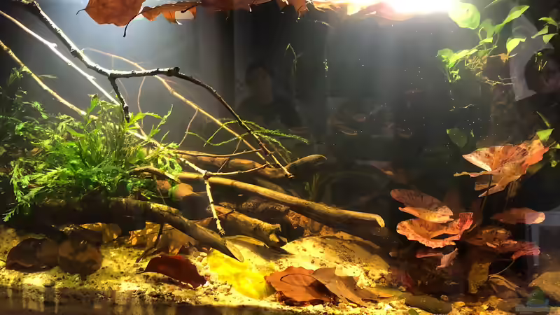 Aquarium Pool Malebo Kongo von schroepse (3)