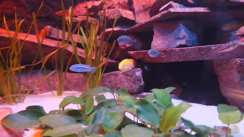 Aquarium Porphyr Rocks von Slay (4)