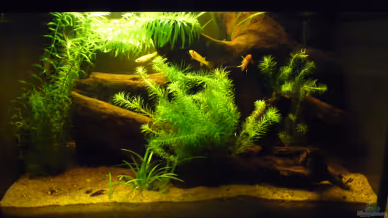 Aquarium Prachtkärpflinge von Bavaria (2)