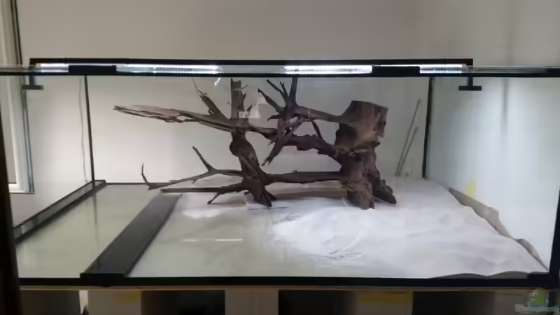 Aquarium Predator Tank (Nur noch als Beispiel) von Bernd N. (17)