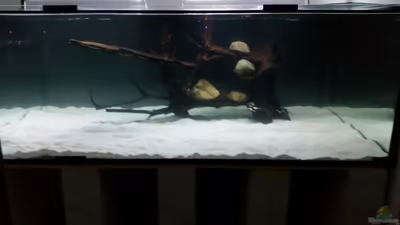 Aquarium Predator Tank (Nur noch als Beispiel) von Bernd N. (21)