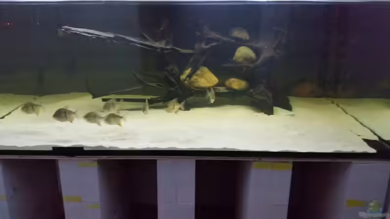 Aquarium Predator Tank (Nur noch als Beispiel) von Bernd N. (23)