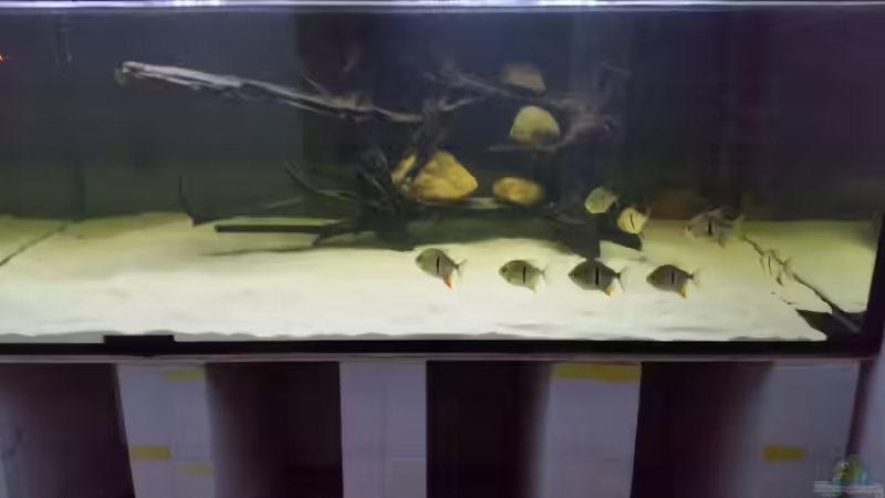 Aquarium Predator Tank (Nur noch als Beispiel) von Bernd N. (25)
