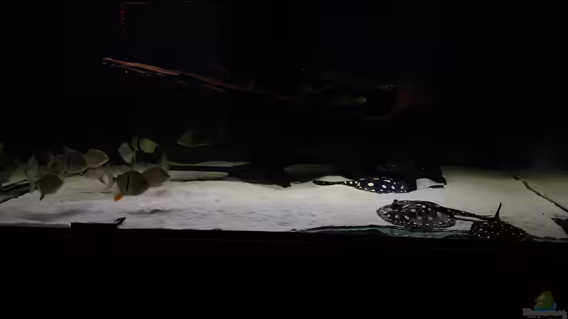 Aquarium Predator Tank (Nur noch als Beispiel) von Bernd N. (26)