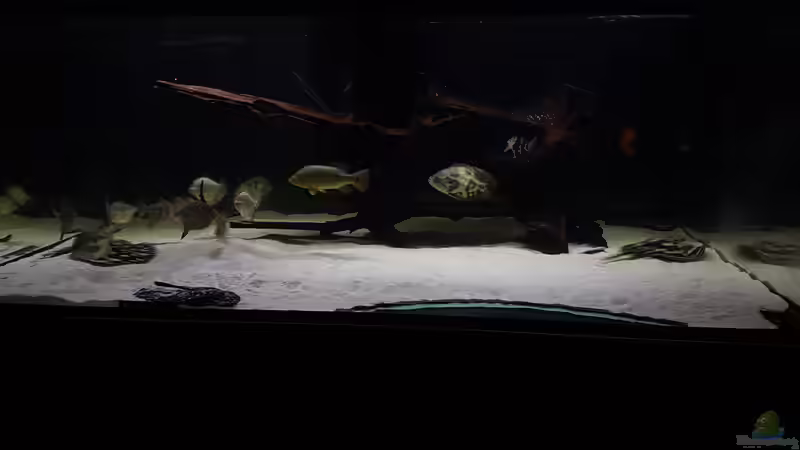 Aquarium Predator Tank (Nur noch als Beispiel) von Bernd N. (27)