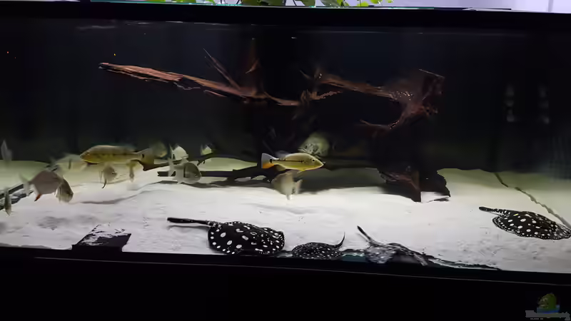 Aquarium Predator Tank (Nur noch als Beispiel) von Bernd N. (28)