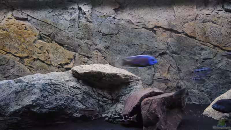 Aquarium Predators von Manni (2)