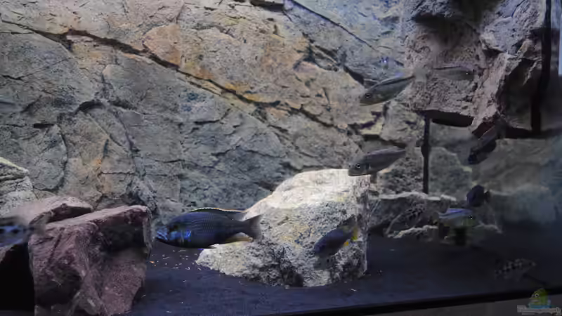 Aquarium Predators von Manni (3)