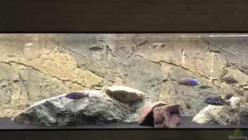 Aquarium Predators von Manni (6)