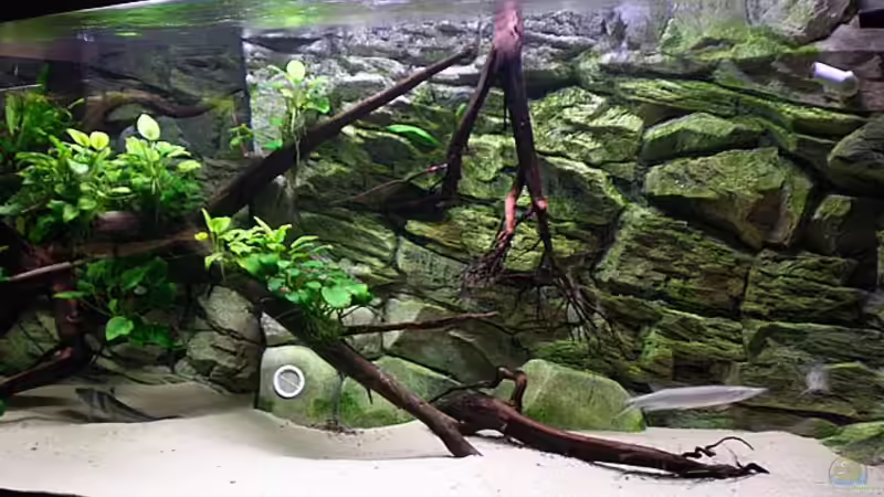 Aquarium Predatory characins (aufgelöst) von Jürgen Herb (2)