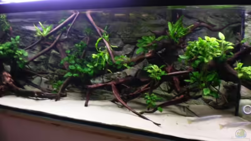 Aquarium Predatory characins (aufgelöst) von Jürgen Herb (3)