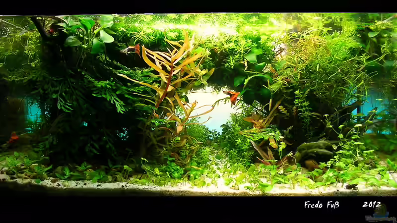 Aquarium Prinzessin Lillyfish von Fredo Fuss (5)