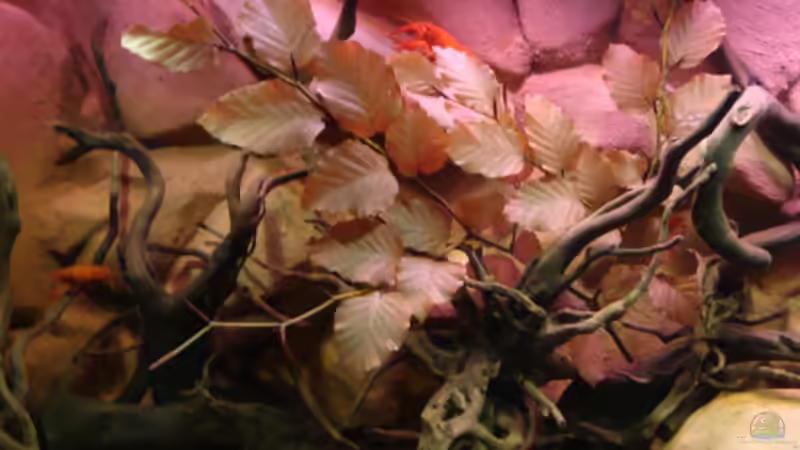 Aquarium Procambarus Clarkii II von manzanarez (8)