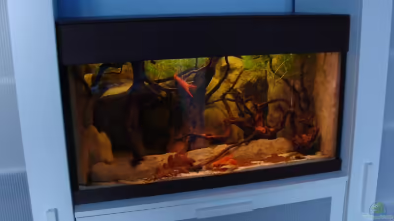 Aquarium Procambarus Clarkii (nur noch als Beispiel) von manzanarez (2)