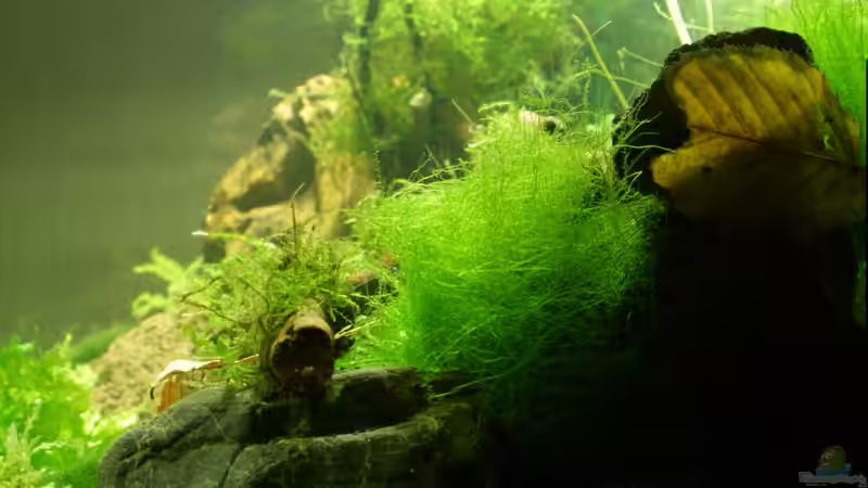 Aquarium Project Crystal Red (existiert nicht mehr) von SouthAmerica (20)