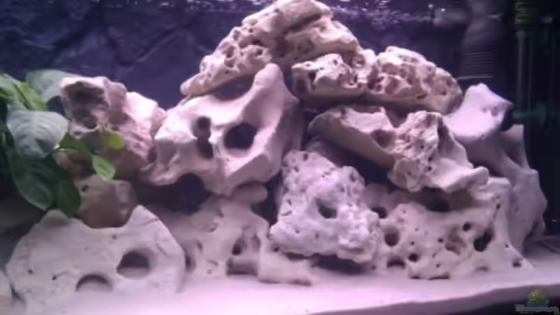 Aquarium Project Malawi © bkay13 von Brian W. (3)