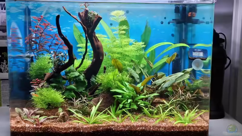 Aquarium Projekt 2025 von ernst11 (2)