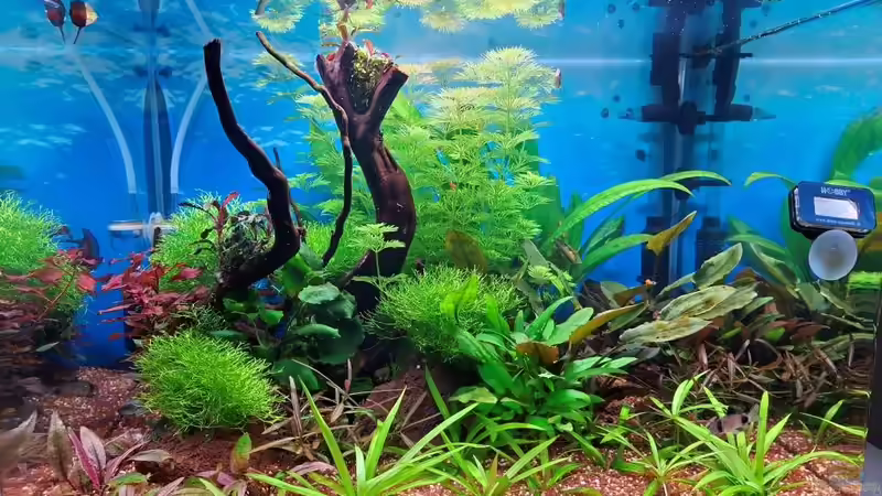 Aquarium Projekt 2025 von ernst11 (3)