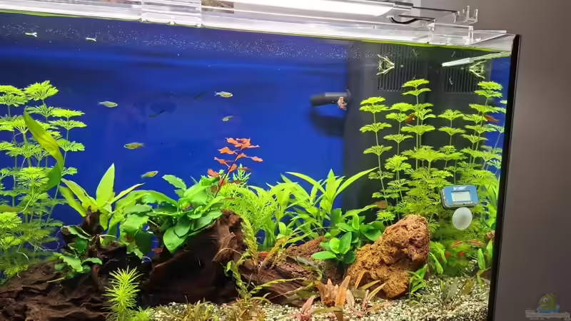 Aquarium Projekt 2025 von ernst11 (3)